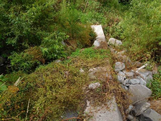 7 de agosto de 2015 Levada da Tabua e Nova — Na Levada de Tabua até à sua Madre — foto 49