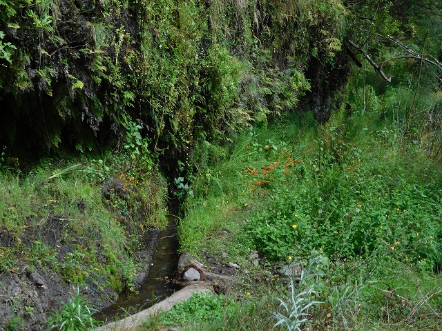 7 de agosto de 2015 Levada da Tabua e Nova — Na Levada de Tabua até à sua Madre — foto 51