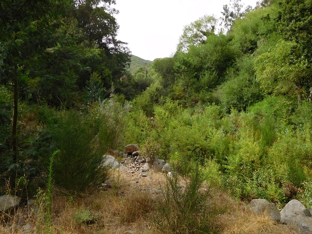 7 de agosto de 2015 Levada da Tabua e Nova — Descida para Tabua — foto 1