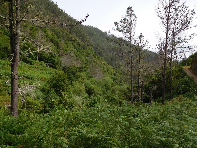 7 de agosto de 2015 Levada da Tabua e Nova — Descida para Tabua — foto 2