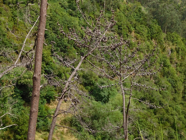 7 de agosto de 2015 Levada da Tabua e Nova — Descida para Tabua — foto 3