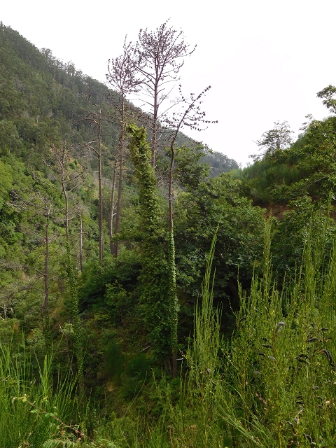7 de agosto de 2015 Levada da Tabua e Nova — Descida para Tabua — foto 4