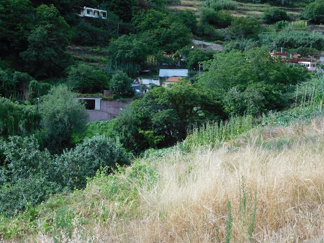 7 de agosto de 2015 Levada da Tabua e Nova — Descida para Tabua — foto 8
