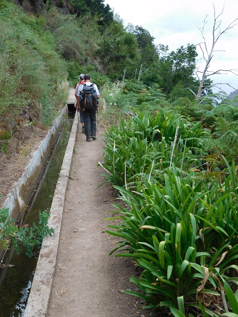 7 de agosto de 2015 Levada da Tabua e Nova — Na Levada Nova de volta a Corujeira — foto 4