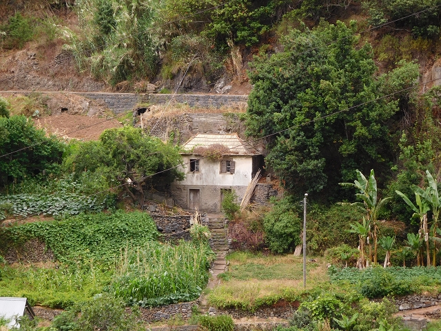 7 de agosto de 2015 Levada da Tabua e Nova — Na Levada Nova de volta a Corujeira — foto 5