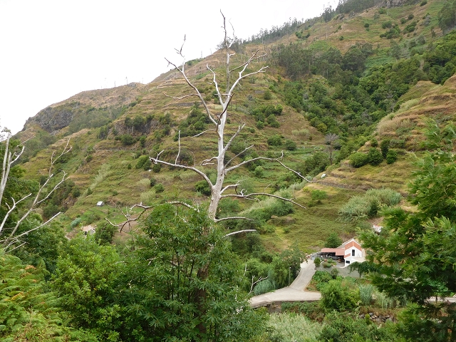 7 de agosto de 2015 Levada da Tabua e Nova — Na Levada Nova de volta a Corujeira — foto 7