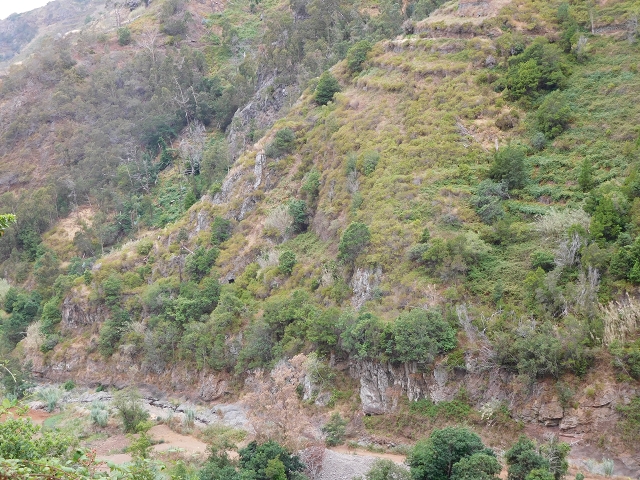 7 de agosto de 2015 Levada da Tabua e Nova — Na Levada Nova de volta a Corujeira — foto 15