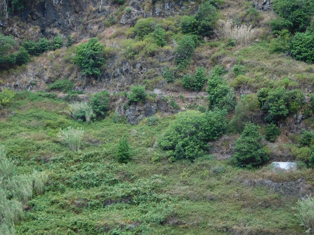 7 de agosto de 2015 Levada da Tabua e Nova — Na Levada Nova de volta a Corujeira — foto 17