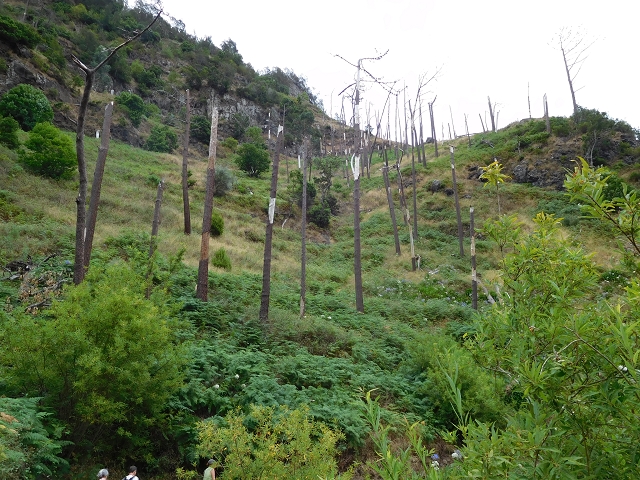 7 de agosto de 2015 Levada da Tabua e Nova — Na Levada Nova de volta a Corujeira — foto 19