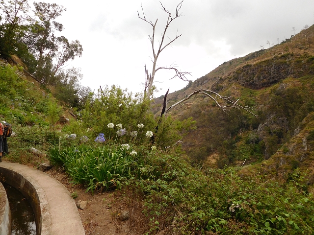 7 de agosto de 2015 Levada da Tabua e Nova — Na Levada Nova de volta a Corujeira — foto 20