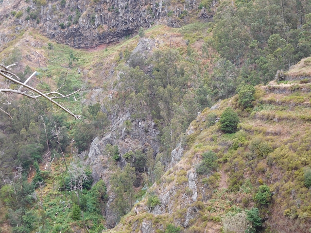 7 de agosto de 2015 Levada da Tabua e Nova — Na Levada Nova de volta a Corujeira — foto 21