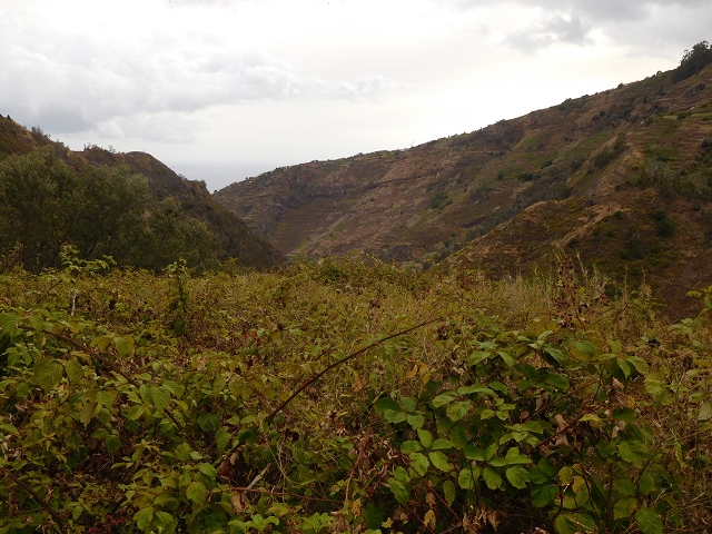 7 de agosto de 2015 Levada da Tabua e Nova — Na Levada Nova de volta a Corujeira — foto 32