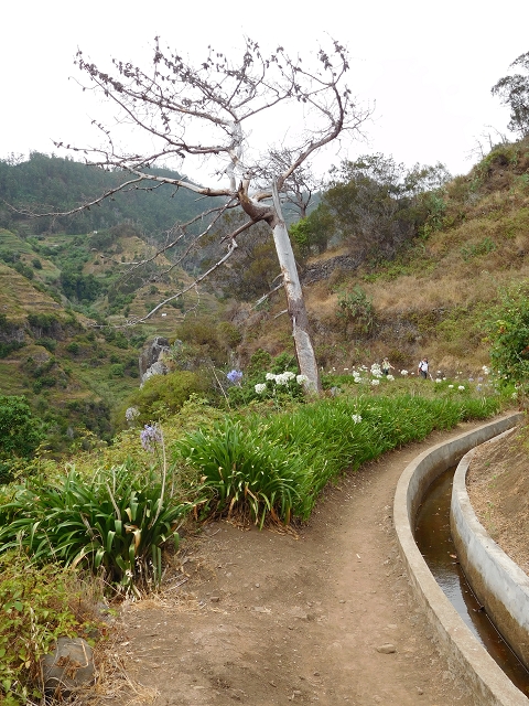 7 de agosto de 2015 Levada da Tabua e Nova — Na Levada Nova de volta a Corujeira — foto 34
