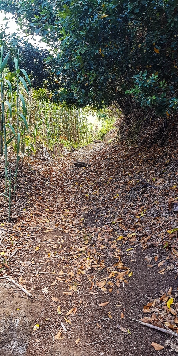 7 August 2021 A relaxed circuit around Paul do Mar — Climb on the Vereda da Atalaia — photo 12