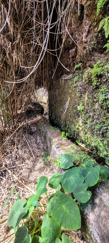 Levada das Fontes — Levada das Fontes — Foto 7