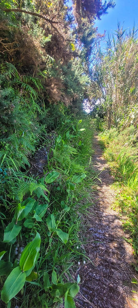 Levada do(s) Moinho(s) — Parallel to the Levada do Brasileiro — photo 29