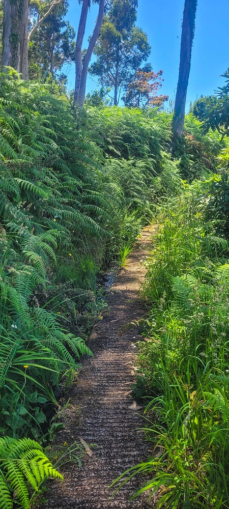 Levada do(s) Moinho(s) — Parallel to the Levada do Brasileiro — photo 27