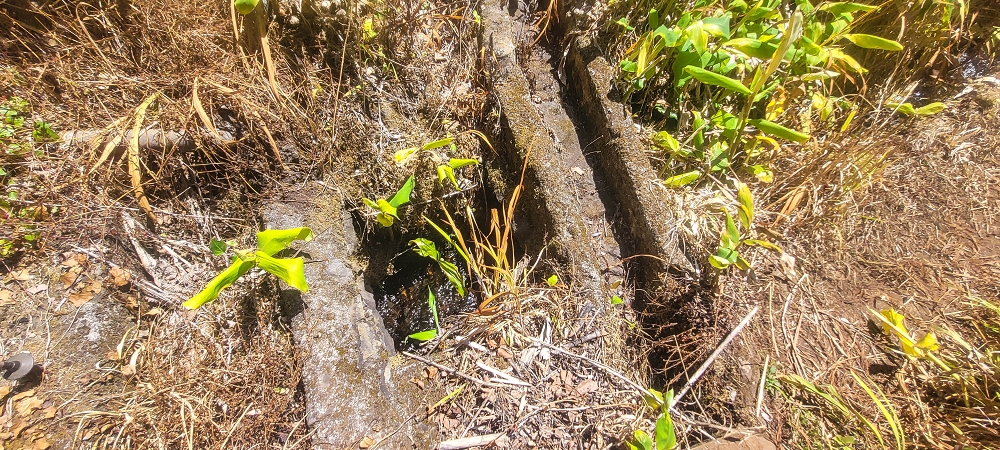 Levada do(s) Moinho(s) — Parallel to the Levada do Brasileiro — photo 25