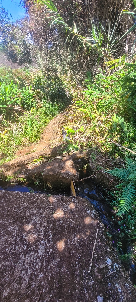 Levada do(s) Moinho(s) — Parallel to the Levada do Brasileiro — photo 23