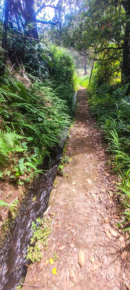 Levada do(s) Moinho(s) — Parallel to the Levada do Brasileiro — photo 19