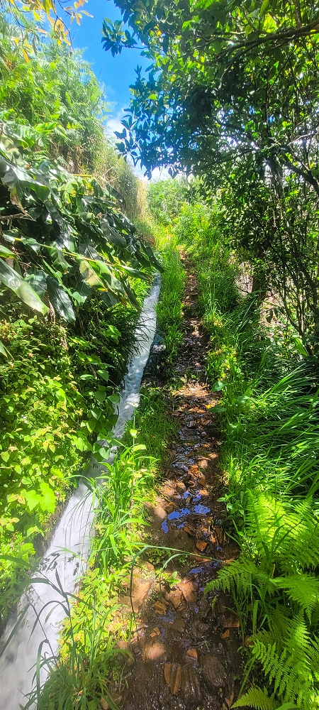 Levada do(s) Moinho(s) — Parallel to the Levada do Brasileiro — photo 18