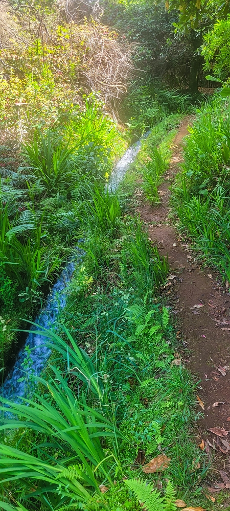 Levada do(s) Moinho(s) — Parallel to the Levada do Brasileiro — photo 13