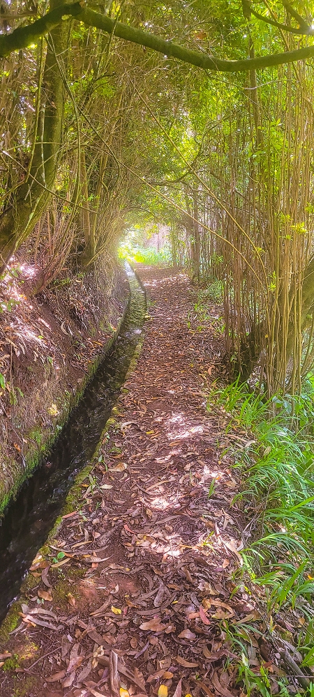 Levada do(s) Moinho(s) — Parallel to the Levada do Brasileiro — photo 15