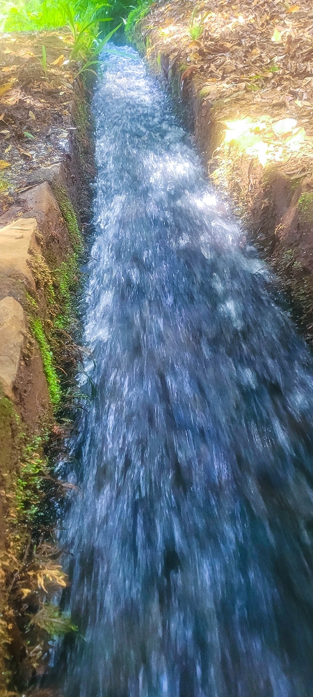 Levada do(s) Moinho(s) — Parallel to the Levada do Brasileiro — photo 16