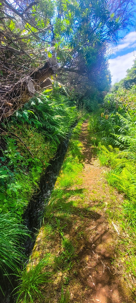 Levada do(s) Moinho(s) — Parallel to the Levada do Brasileiro — photo 17