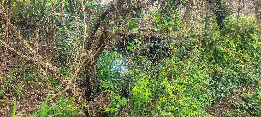 Levada do(s) Moinho(s) — The important branch towards Pombais, with the countless reservoirs — photo 1