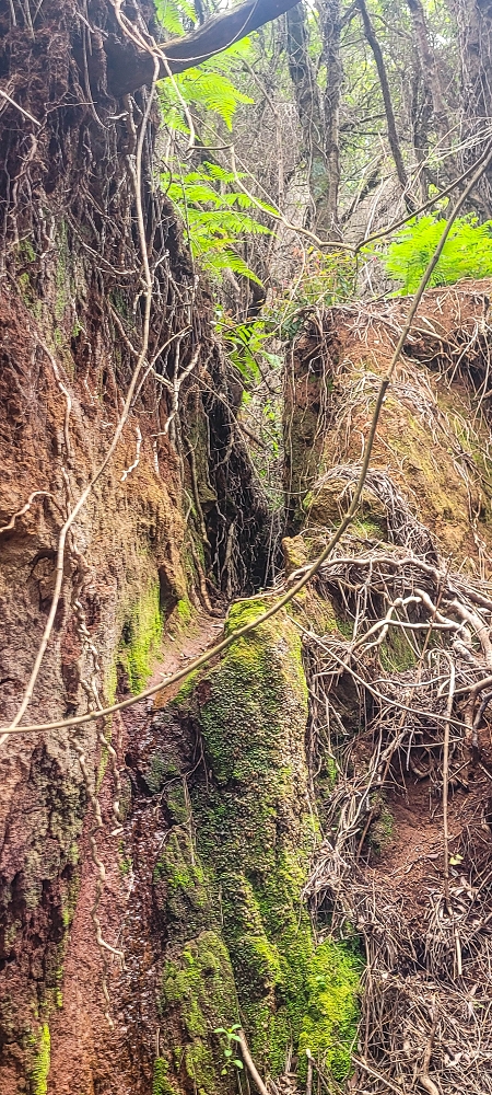 Levada do(s) Moinho(s) — The important branch towards Pombais, with the countless reservoirs — photo 8