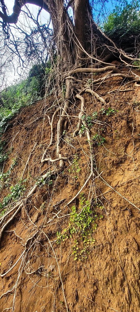 Levada dos Pombais sup. — Até ao Miradouro dos Pombais — foto 29