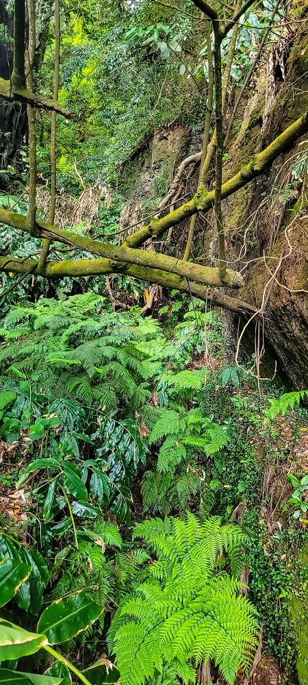 Levada dos Pombais sup. — Até ao Miradouro dos Pombais — foto 35