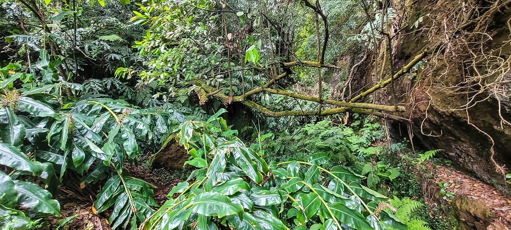 Levada dos Pombais sup. — Até ao Miradouro dos Pombais — foto 36