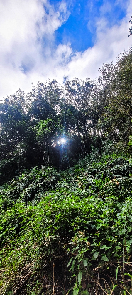 Levada dos Pombais sup. — Até ao Miradouro dos Pombais — foto 37