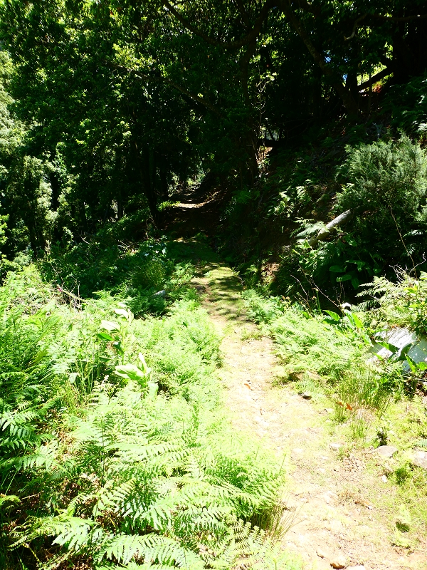 8 July 2018 Circular walk via the Levada do Moinho da Serra, Cascata Madre de Agua, Levada dos Tornos and Levada Nova de Santa Cruz — Climb to the end of the Levada dos Tornos — photo 2