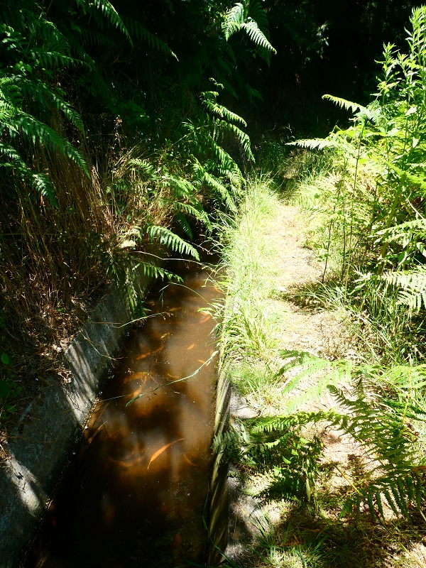 8 July 2018 Circular walk via the Levada do Moinho da Serra, Cascata Madre de Agua, Levada dos Tornos and Levada Nova de Santa Cruz — Climb to the end of the Levada dos Tornos — photo 7