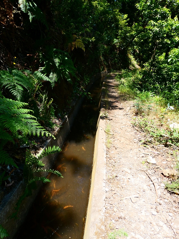 8 July 2018 Circular walk via the Levada do Moinho da Serra, Cascata Madre de Agua, Levada dos Tornos and Levada Nova de Santa Cruz — Climb to the end of the Levada dos Tornos — photo 9