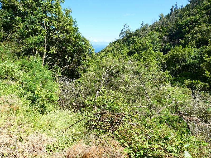 Levada Nova — Bacheinschnitte ins die Täler des Ribeiro Seco und der Ribeira do Lugarinho — Foto 10