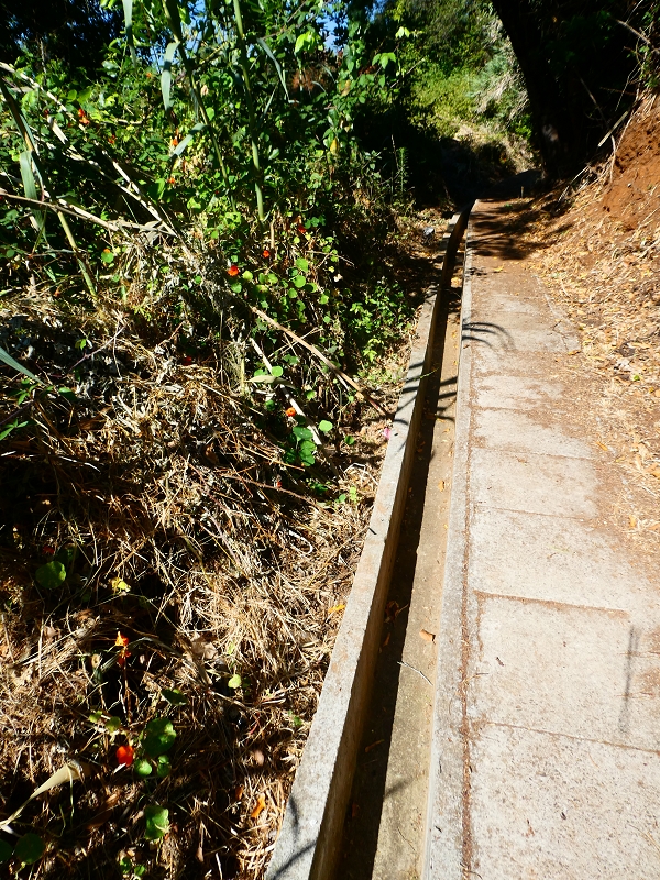 8 July 2018 Circular walk via the Levada do Moinho da Serra, Cascata Madre de Agua, Levada dos Tornos and Levada Nova de Santa Cruz — As far as the next watermill — photo 7