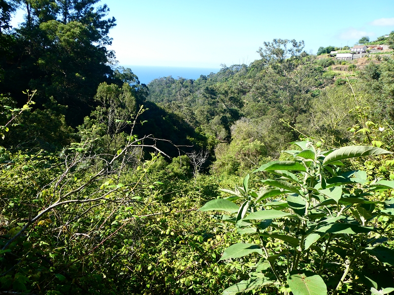 8 July 2018 Circular walk via the Levada do Moinho da Serra, Cascata Madre de Agua, Levada dos Tornos and Levada Nova de Santa Cruz — As far as the stream crossing of the Ribeira do Moreno — photo 3