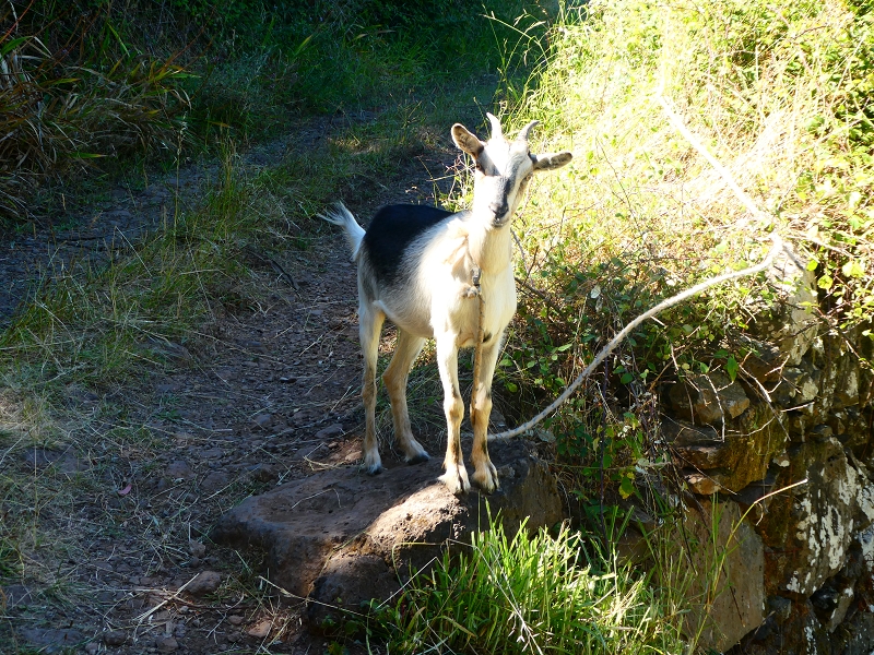 8 July 2018 Circular walk via the Levada do Moinho da Serra, Cascata Madre de Agua, Levada dos Tornos and Levada Nova de Santa Cruz — To the Madre of the Levada do Moinho da Serra at Ponta de Roma — photo 5