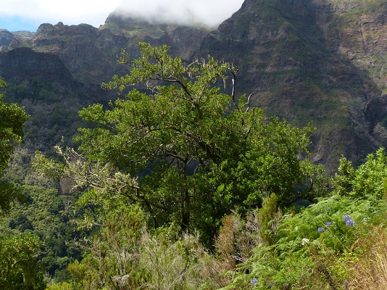 08.08.2012 Faja da Nogueira — Zum Ende der Levada da Serra do Faial — Foto 4