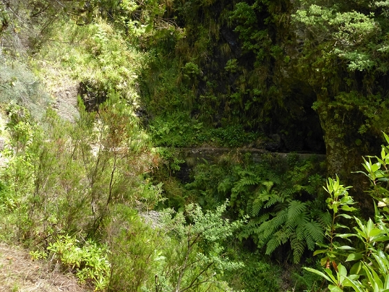 08.08.2012 Faja da Nogueira — Zum Ende der Levada da Serra do Faial — Foto 9