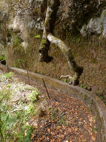 08.08.2012 Faja da Nogueira — Levada da Serra do Faial — Foto 4