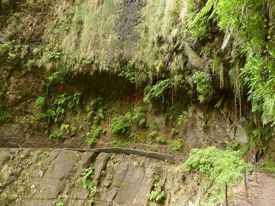 08.08.2012 Faja da Nogueira — Levada da Serra do Faial — Foto 12