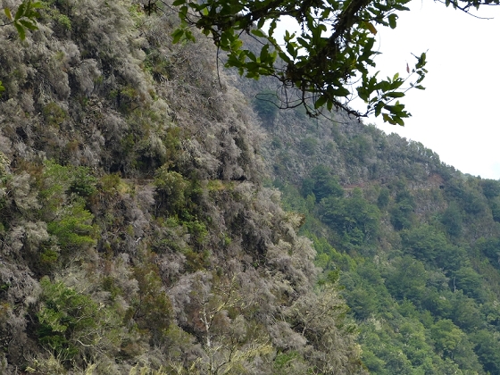 08.08.2012 Faja da Nogueira — Levada da Serra do Faial — Foto 13