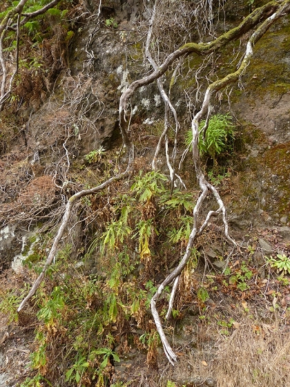 08.08.2012 Faja da Nogueira — Levada da Serra do Faial — Foto 15