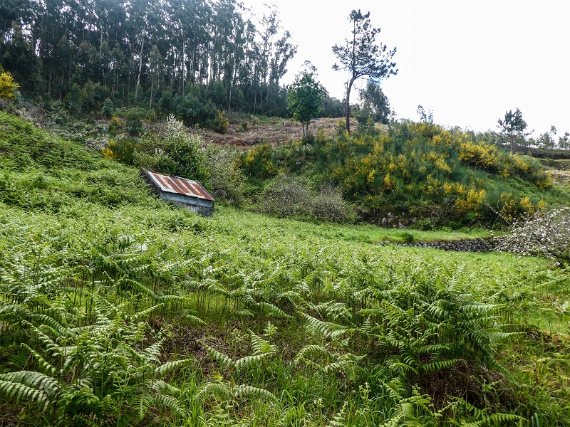 9 May 2019 Walk along the varied Levada Velha das Canhas — Through the wood and over meadows to the first stream crossing — photo 13