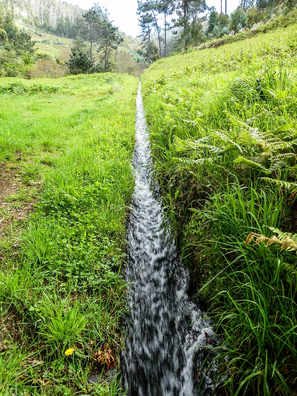 9 May 2019 Walk along the varied Levada Velha das Canhas — Through the wood and over meadows to the first stream crossing — photo 14